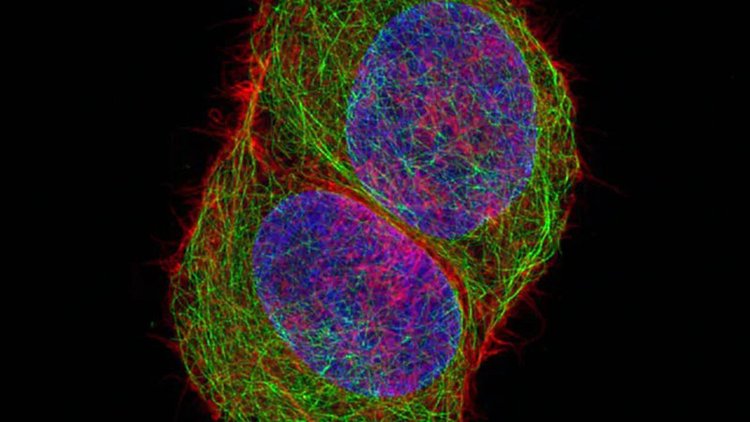 驻马店共聚焦显微镜